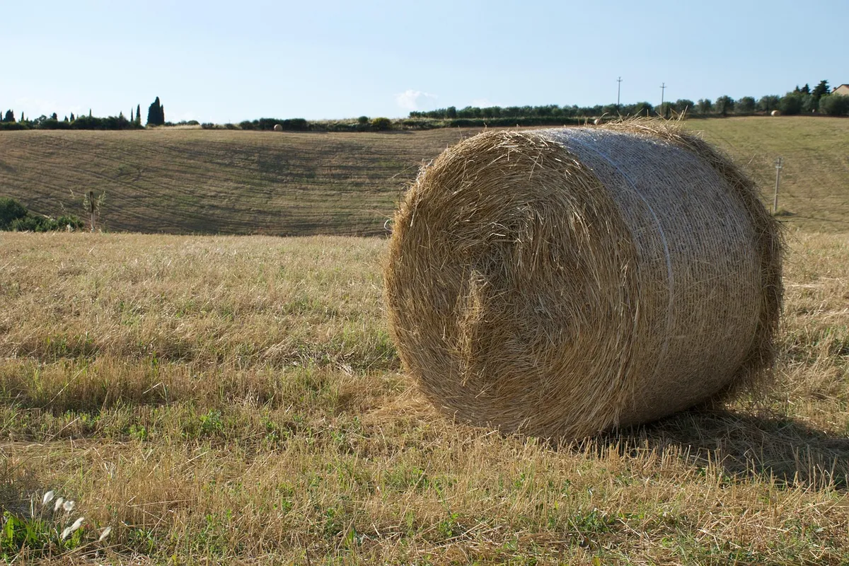hay, summer, nature, chaudhary, autumn, collected, country