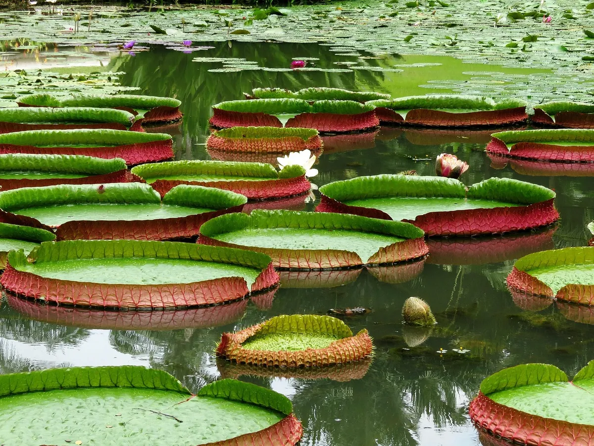 water, lotus leaf, nature, lilly, lilly leaf, lotus, green water, green leaf, green leaves