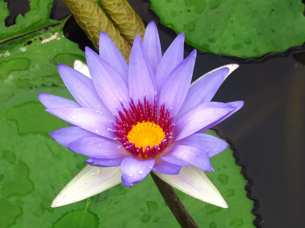 lilly flower, flower, flower background, beautiful flowers, nature, flower wallpaper, lilly