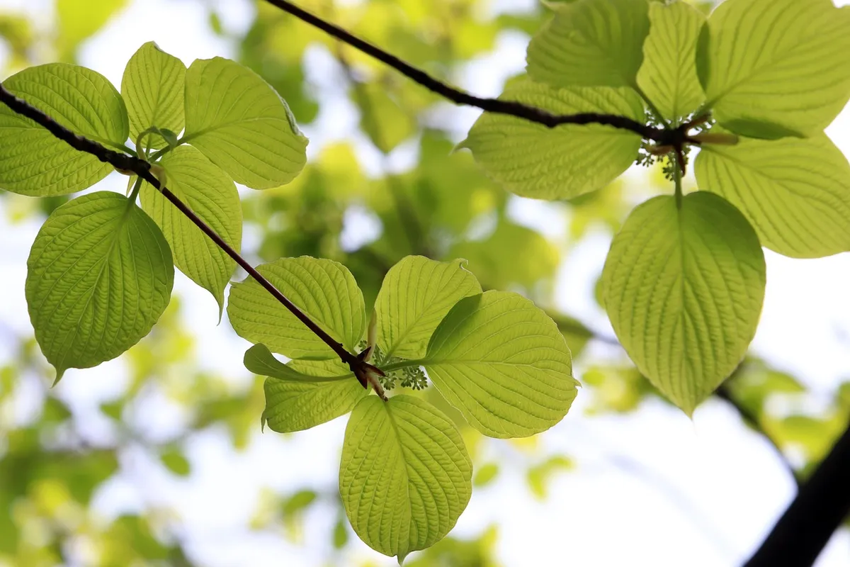 singh then, blue, leaf, nature, green, tree, sunshine, new, spring