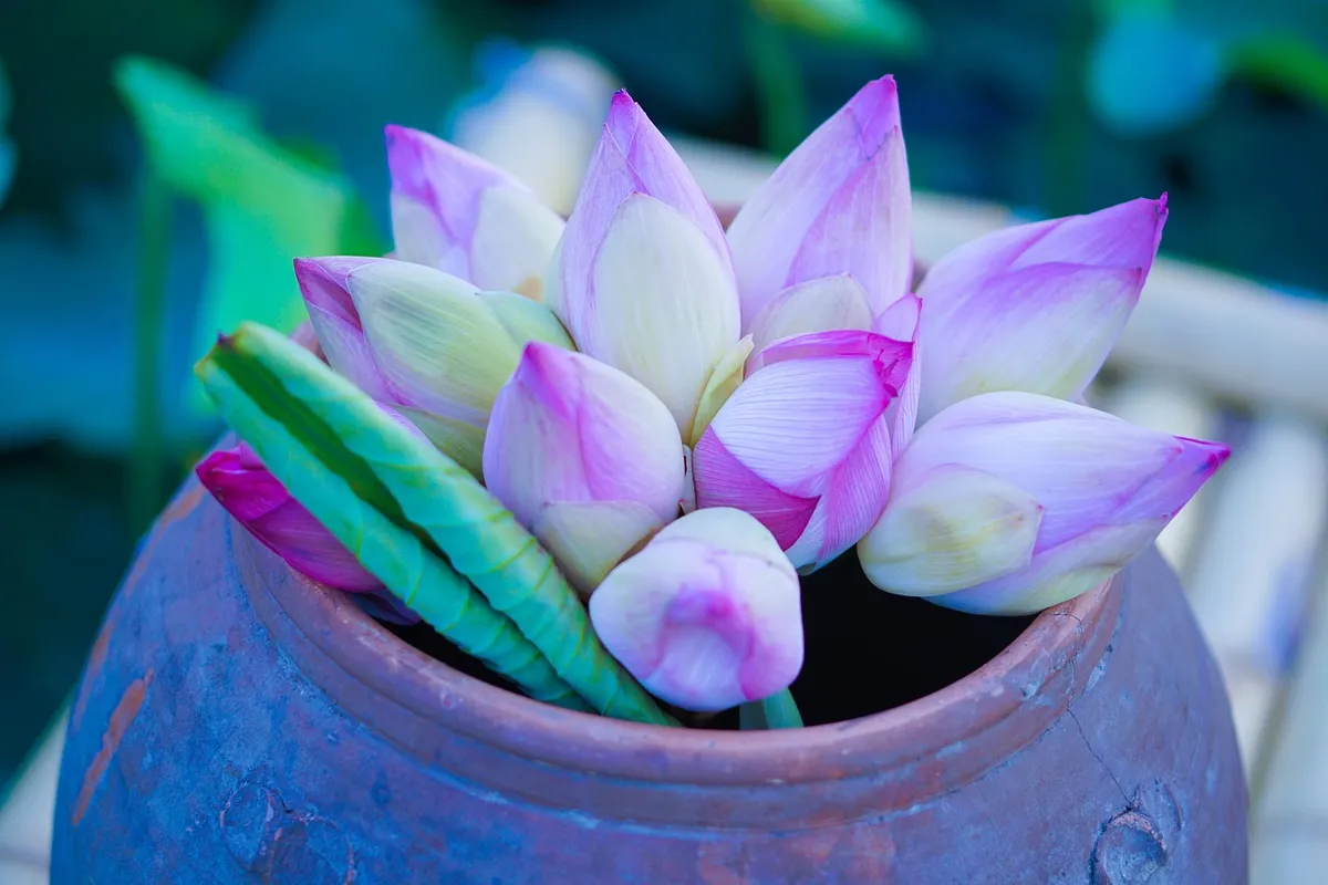 sen viet, lilly vase, lotus vase, lotus, lilly, meditation, lu
