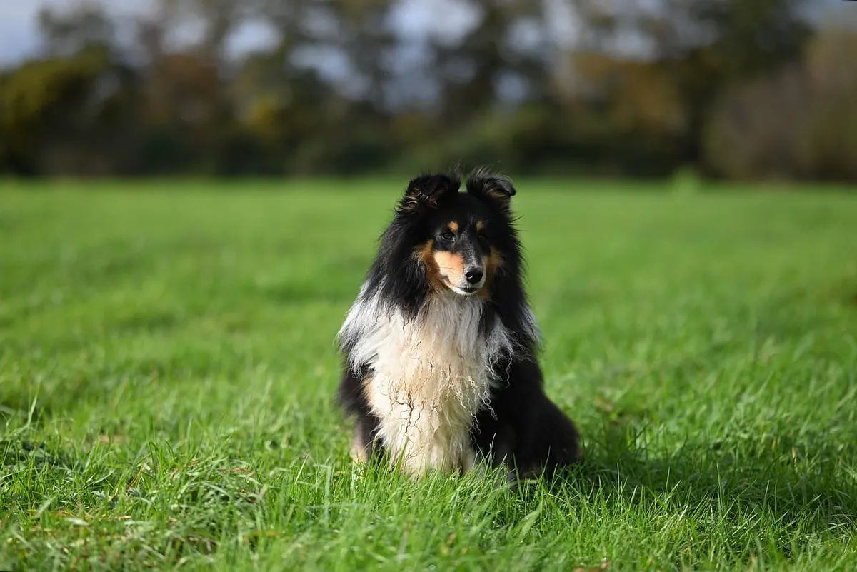 shetland sheepdog, pet, animal, nature, dog, working dog
