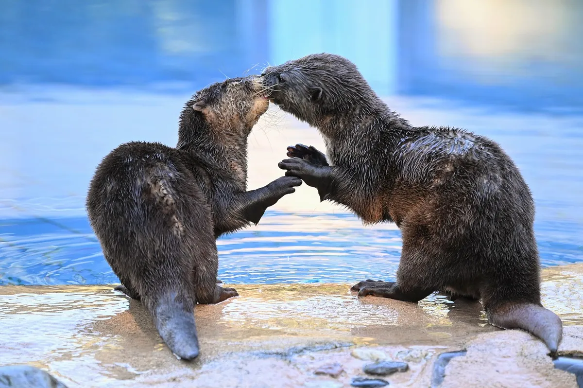 north american river otters, animals, kiss, love, otters, romantic, pair, mammals, wildlife, nature, closeup, otters, otters, otters, otters, otters